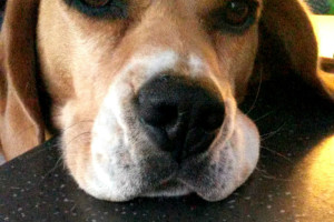 beagle