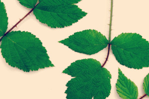 biodiversite