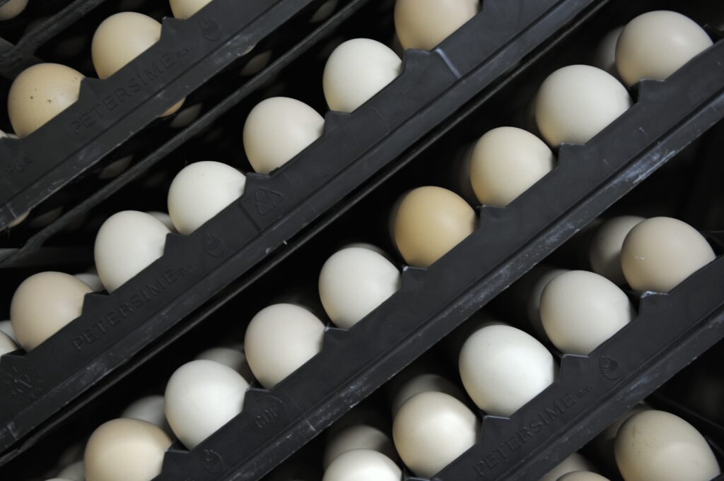 Eggs examination