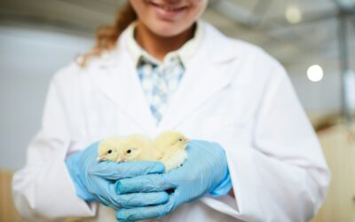 Optimisation and improvement of hatchery practices