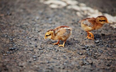 How Early Disease Control in Hatcheries Ensures Healthy Chicks ?