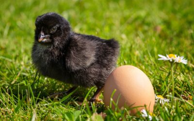 Identifying Egg Viability: How to Spot Dead, Contaminated, and Clear Eggs ?