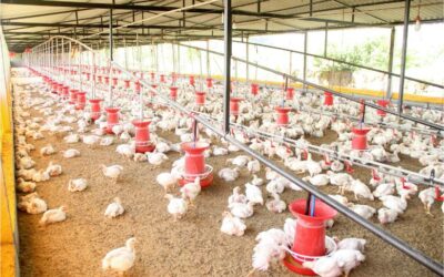 Coccidiosis in Poultry: A Key Challenge for Gut Health and Performance