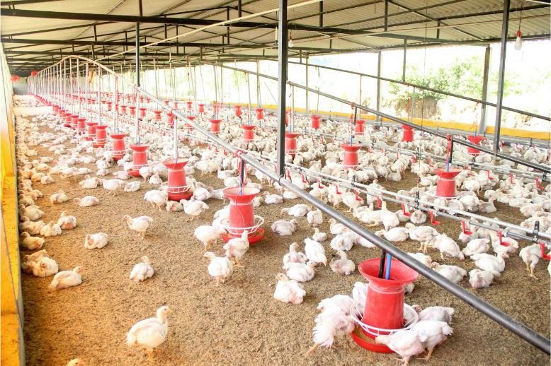Coccidiosis in Poultry: A Key Challenge for Gut Health and Performance